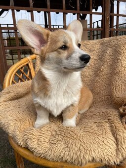 corgi - 7
