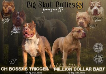 American Bully XL - 7