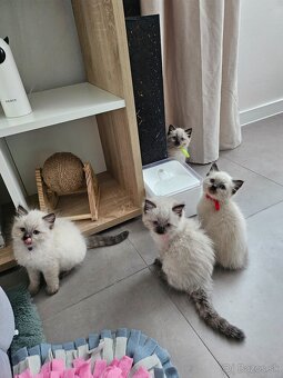 Ragdoll mačiatka - 7