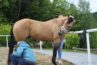 Pripúštanie American Quarter Horse (AQH) - 7