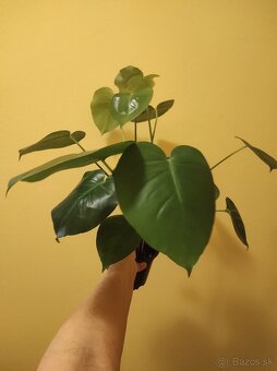 MONSTERA DELICIOSA - 7