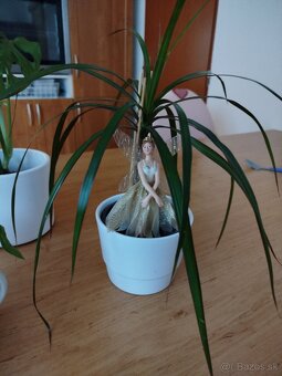 Izbové kvietky - 7