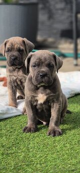 Cane Corso s PP - 7