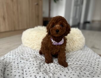 Toy uszkár , poodle , Pudel, pudlik - 7
