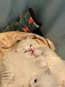 Sibírska mačka - Nevská maškaráda - 7