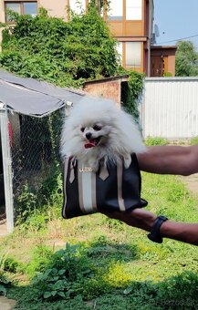 Pomeranian Extra Mini s PP - 7