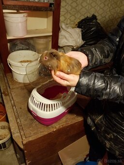 Predám zajačikov a morčiatka. - 7