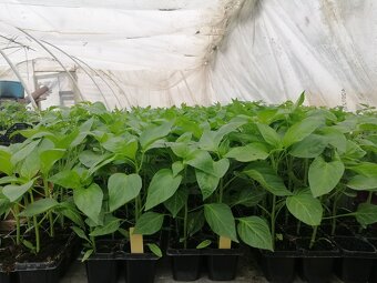 Predaj priesady sadenice planty chilli papriky - 7