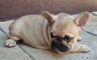 Francúzsky buldoček,buldog,bulldog - 7