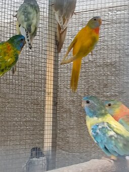 neofema modrohlavá - 7