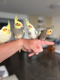 Korela ručne dokrm Maznačik - 7