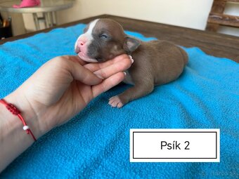 Šteniatka Americký stafordšírský teriér, staford, staffy - 7