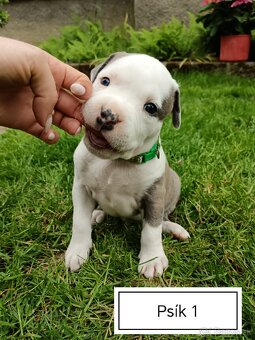 Šteniatka Americký stafordšírský teriér, staford, staffy - 7