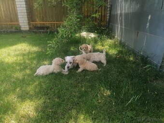 Predám šteniatka maltipoo. - 7