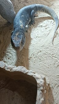 Varan stepny - predám/vymenim - 7