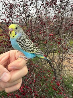 Andulka Maznačik - 7