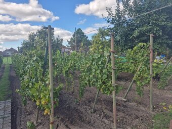 RD v obci Jelšovce - 7