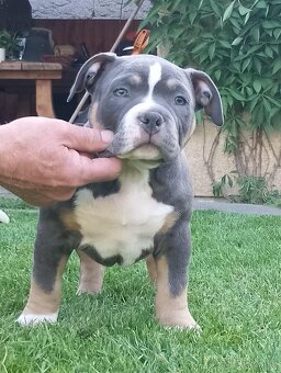American bully - 7