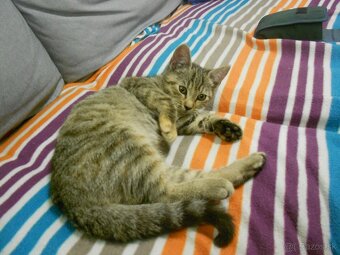 Darujem mačiatko - 7