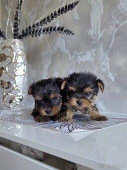 Yorkshirsky terier - 7