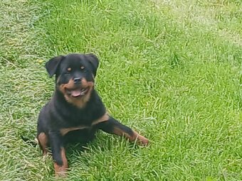 Rotvajler, rottweiler, rtw - 7