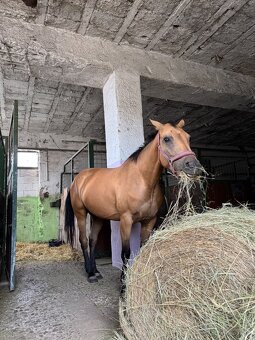 Žrebná kobyla AQH - 7