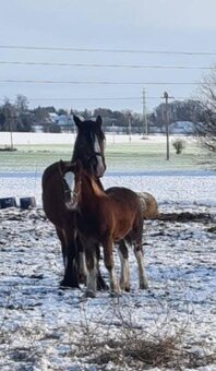 Drum horse hřebec - 7