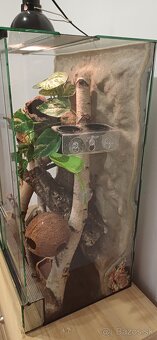 Pagekon riasnaty a terarium - 7