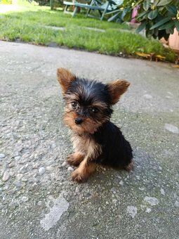 Yorkshirsky terier - mini yorky - 7