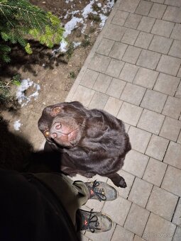 vycvik s ubytovanim, hotel pre psov - 7