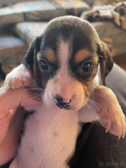 Steniatká beagle - 7
