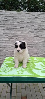 Stredoázijsky ovčiak - 7