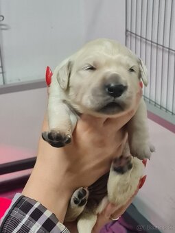 Zlatý retriever - šteniatka s preukazom pôvodu - 7