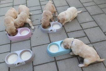 Zlatý retriever šteniatka - 7