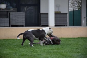 Šteniatká Amerického staffordshire teriéra - Blue - 7