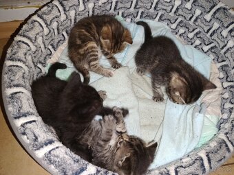 Darujem mačiatka - 7