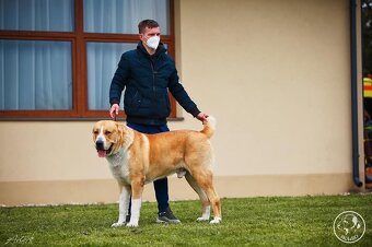 SAO Stredoázijský ovčiak Stredoazijsky ovčiak - 7