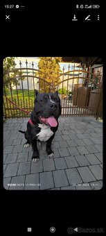 American bully XL - 7