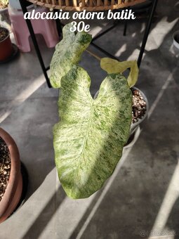 Izbové rastliny - 7