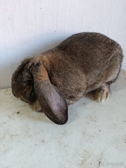 Francúzsky baran - 7