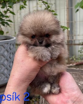 Pomeranian mini - 7