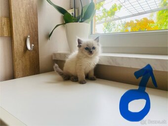 RAGDOLL mačiatka - 7
