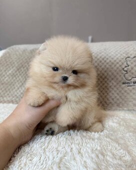 Pomeranian mini cream - 7