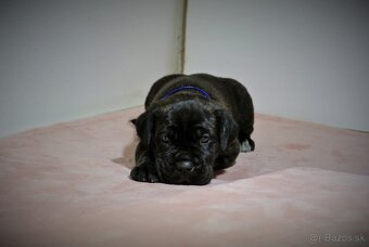 Cane Corso s PP - 7