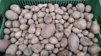 Kŕmne zemiaky - 0,20 Eur / kg - 7