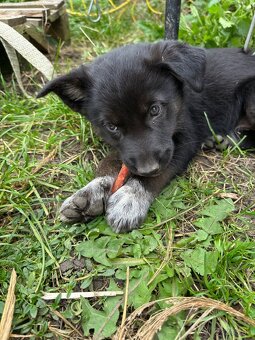 Darujem šteniatka - 7