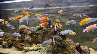 Africke cichlidy - 7