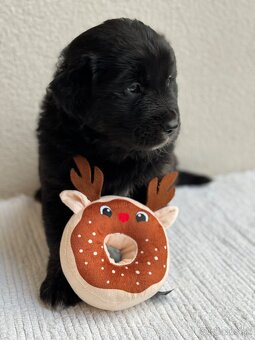 Golden Aussie steniatka - 7