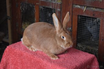 Predam Burgundsky - 7