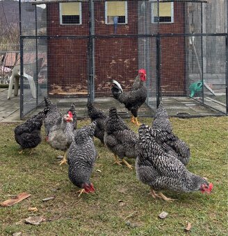 Jarabatý kohút - 7